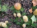 Banksia Birthday Candles 